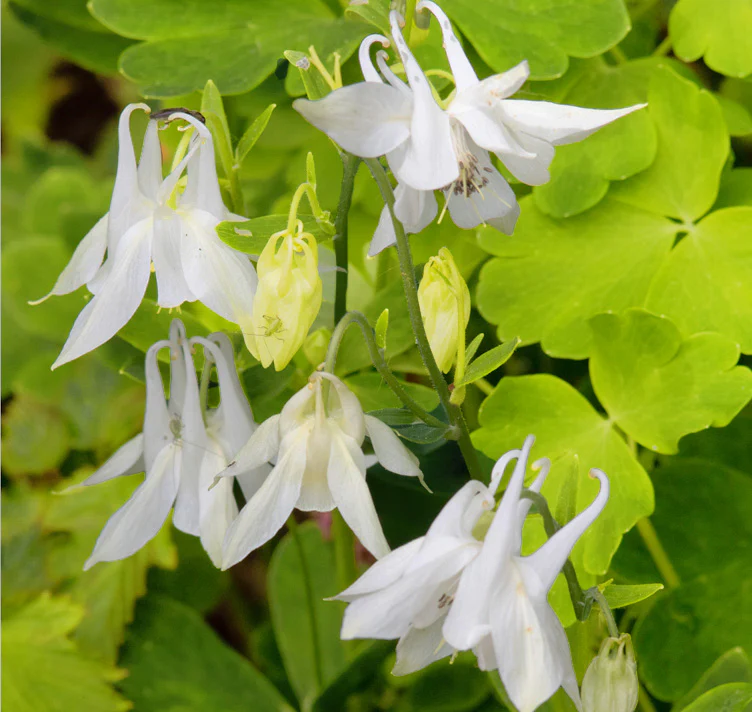 Aquilegia Vulgaris Mellow Yellow Shades Seeds – Easy-Grow Perennial Flower Variety for Gardens - Image 4