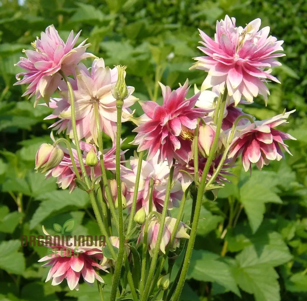 Aquilegia Vulgaris ‘Nora Barlow’ Seeds – Rare Perennial Variety for Elegant Garden Blooms