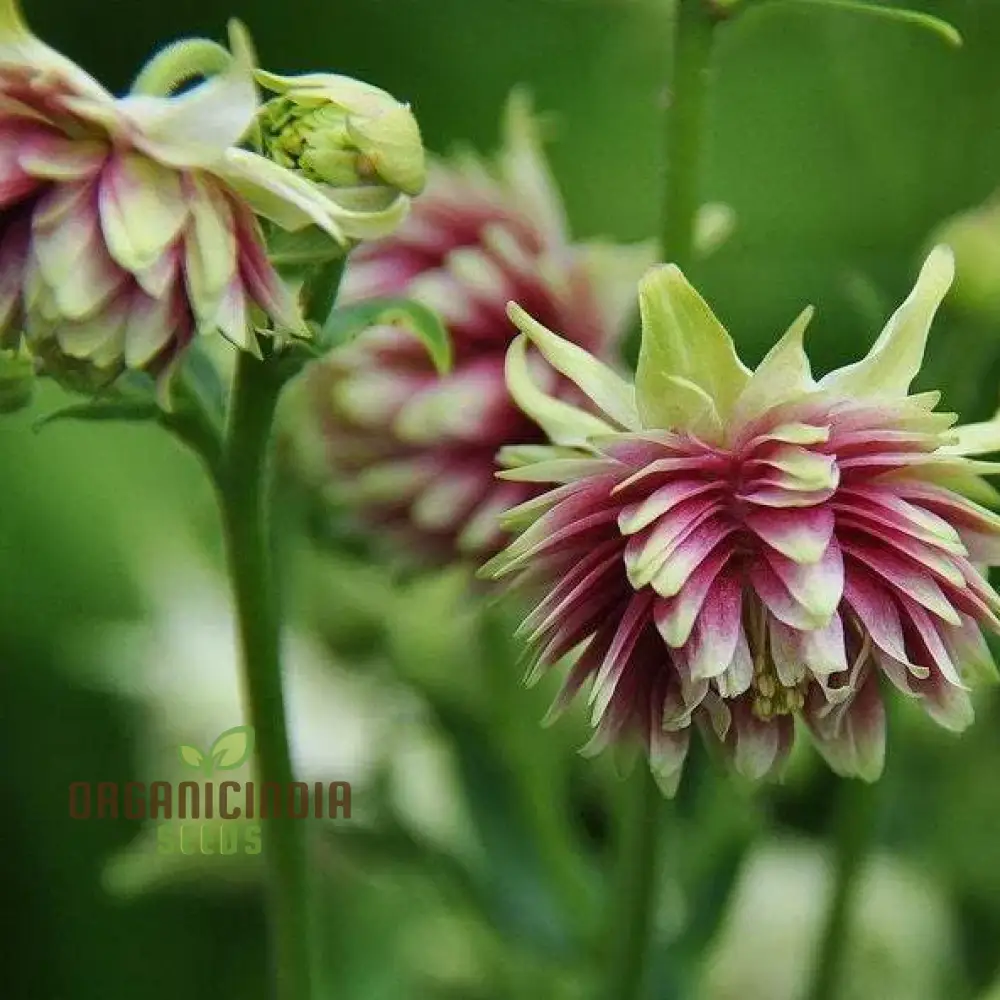 Aquilegia Vulgaris ‘Nora Barlow’ Seeds – Rare Perennial Variety for Elegant Garden Blooms - Image 3