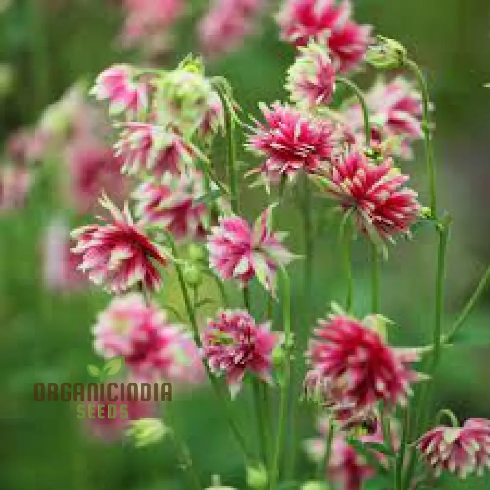Aquilegia Vulgaris ‘Nora Barlow’ Seeds – Rare Perennial Variety for Elegant Garden Blooms - Image 4