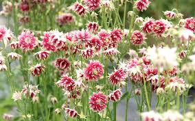 Aquilegia Vulgaris ‘Nora Barlow’ Seeds – Rare Perennial Variety for Elegant Garden Blooms - Image 5