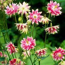 Aquilegia Vulgaris ‘Nora Barlow’ Seeds – Rare Perennial Variety for Elegant Garden Blooms - Image 6