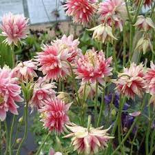 Aquilegia Vulgaris ‘Nora Barlow’ Seeds – Rare Perennial Variety for Elegant Garden Blooms - Image 7