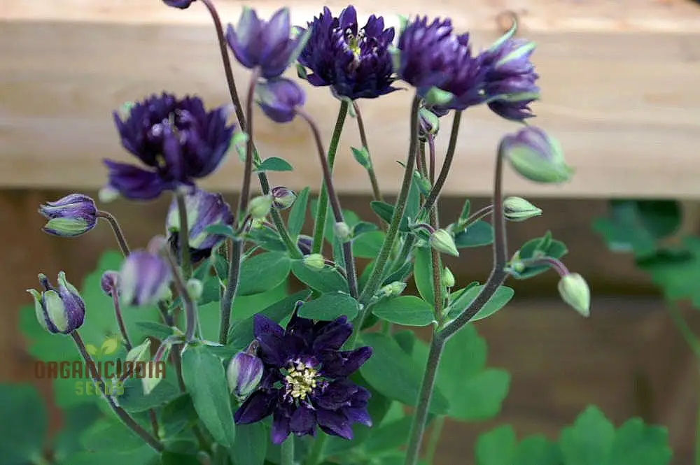 Aquilegia Vulgaris 'Royal Purple' Seeds - Gardening Perennials for Beautiful Spring Blooms - Image 3