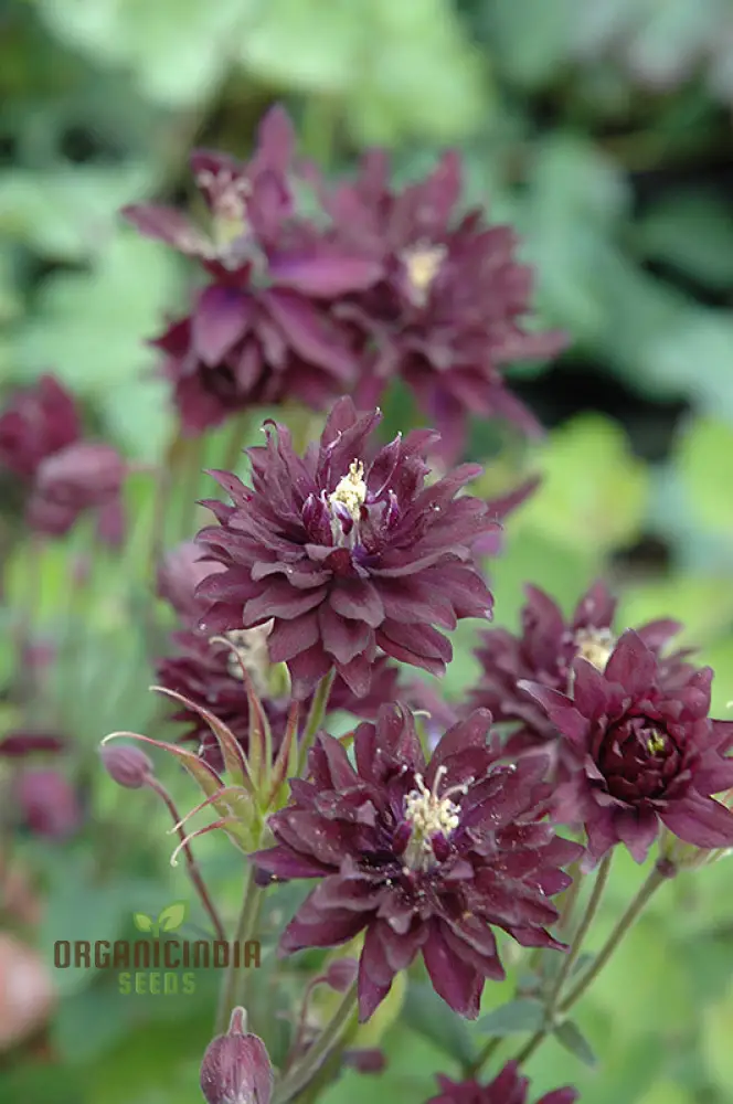 Aquilegia Vulgaris 'Royal Purple' Seeds - Gardening Perennials for Beautiful Spring Blooms - Image 4