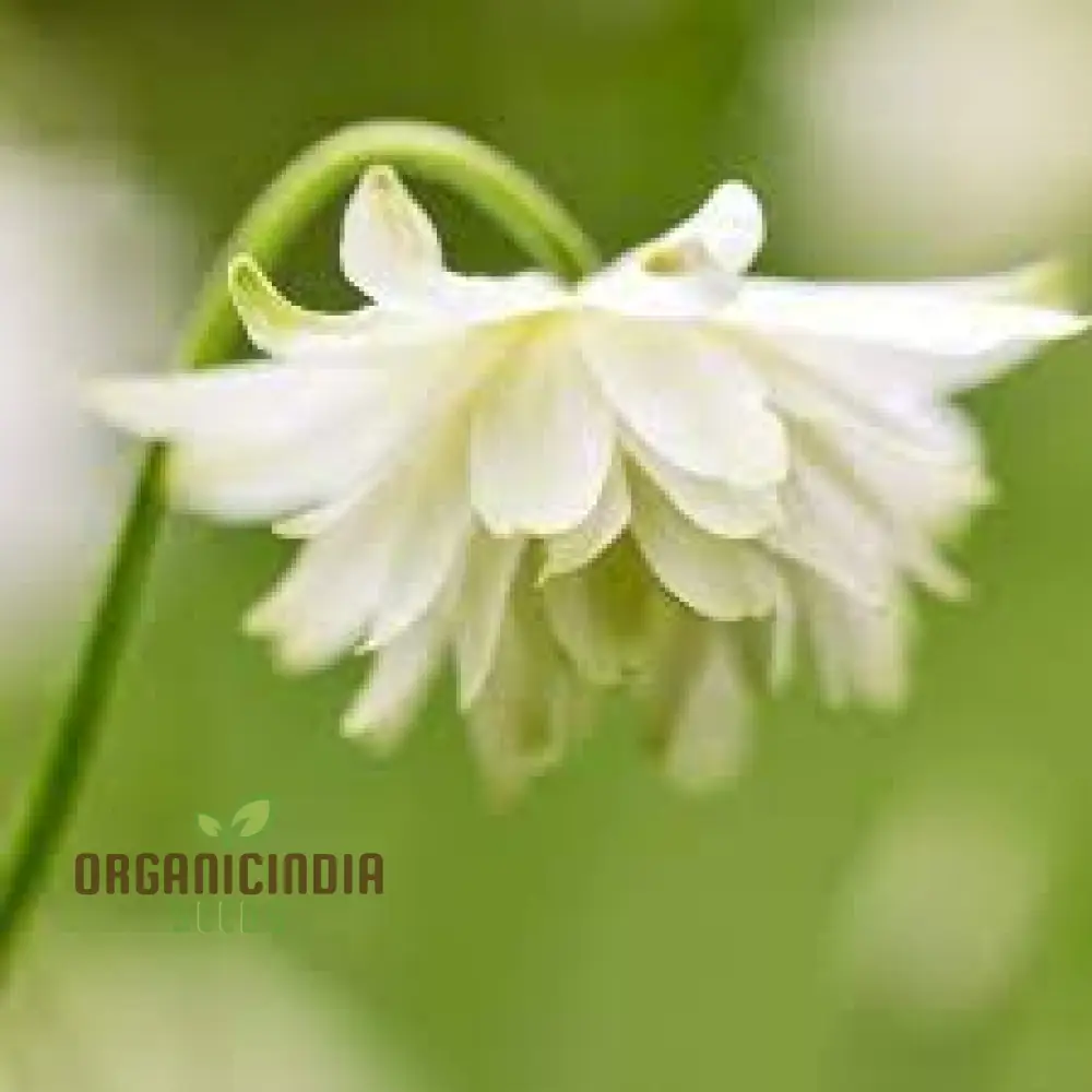 Aquilegia Vulgaris 'Snowballs' Seeds - Premium Gardening Perennials for Beautiful White Flowers - Image 3