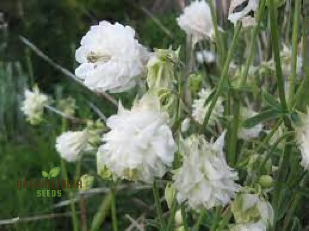 Aquilegia Vulgaris 'Snowballs' Seeds - Premium Gardening Perennials for Beautiful White Flowers - Image 4
