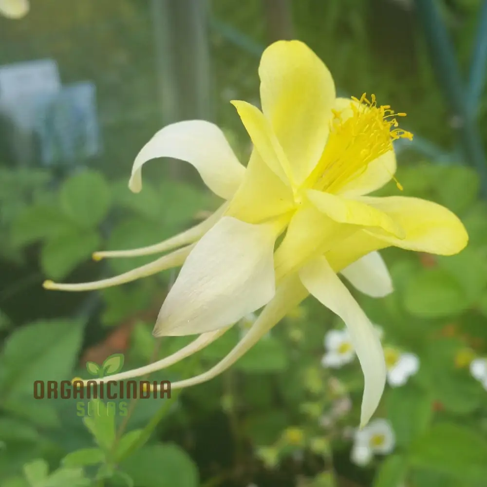 Aquilegia Vulgaris 'Sunbeams' Seeds - Premium Gardening Aquilegia, Beautiful Perennial Flowers for Your Garden