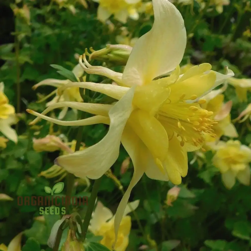 Aquilegia Vulgaris 'Sunbeams' Seeds - Premium Gardening Aquilegia, Beautiful Perennial Flowers for Your Garden - Image 3