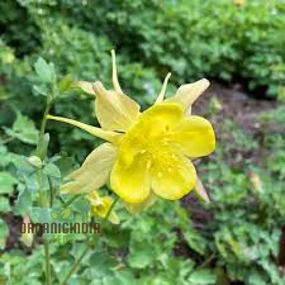 Aquilegia Vulgaris 'Sunbeams' Seeds - Premium Gardening Aquilegia, Beautiful Perennial Flowers for Your Garden - Image 4