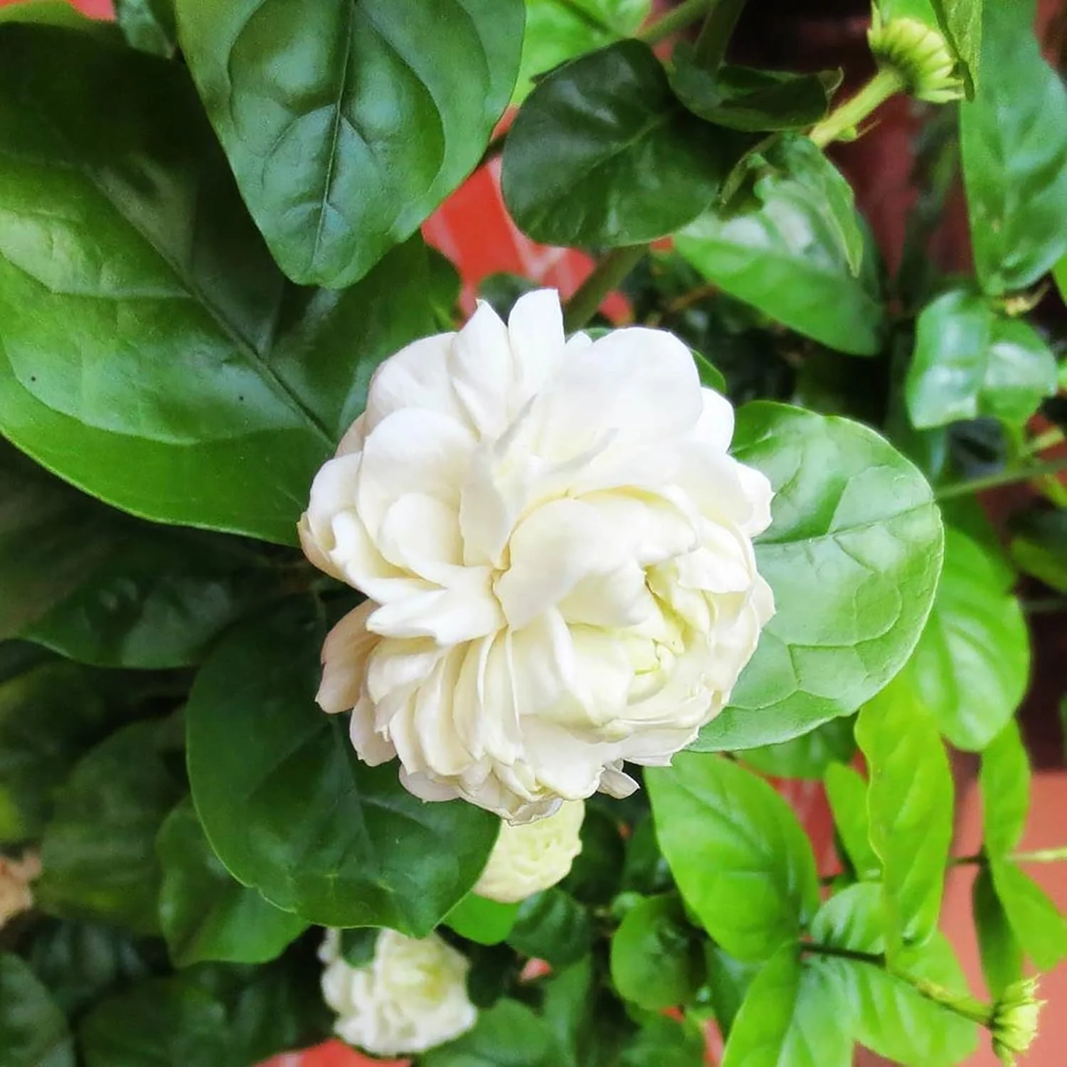 Arabian Jasmine Seeds for Planting Jasminum Sambac, Fragrant Evergreen Climbing Shrub for Patio, Garden And Containers - Image 4