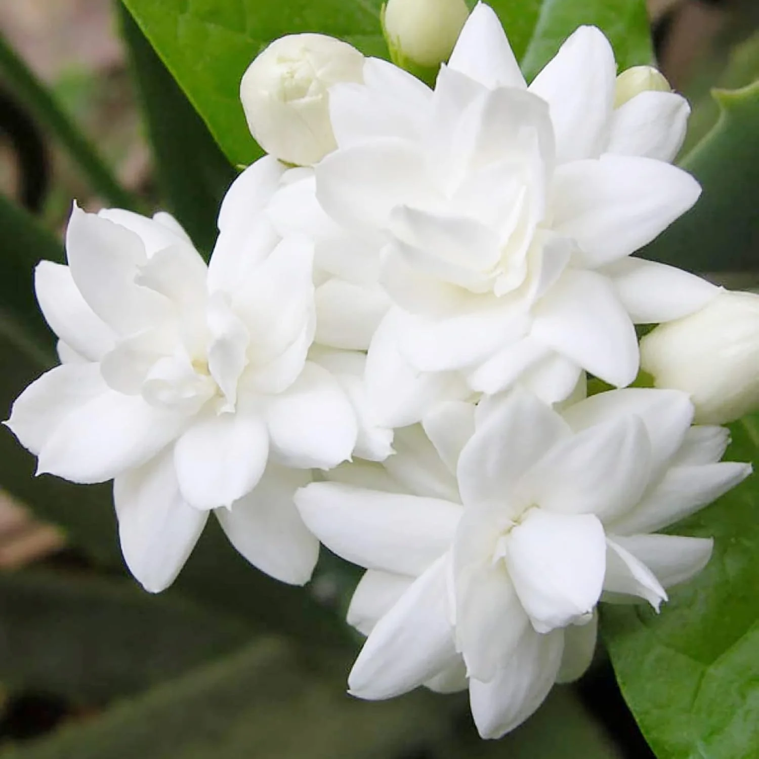 Arabian Jasmine Seeds for Planting Jasminum Sambac, Fragrant Evergreen Climbing Shrub for Patio, Garden And Containers - Image 5