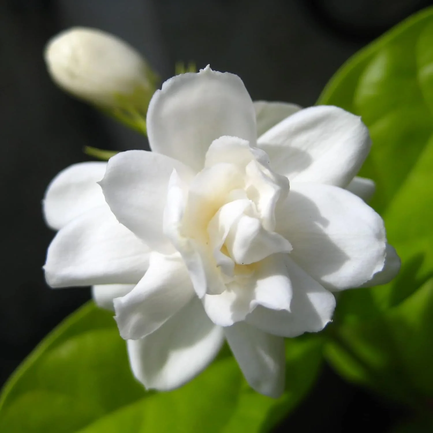 Arabian Jasmine Seeds for Planting Jasminum Sambac, Fragrant Evergreen Climbing Shrub for Patio, Garden And Containers - Image 6