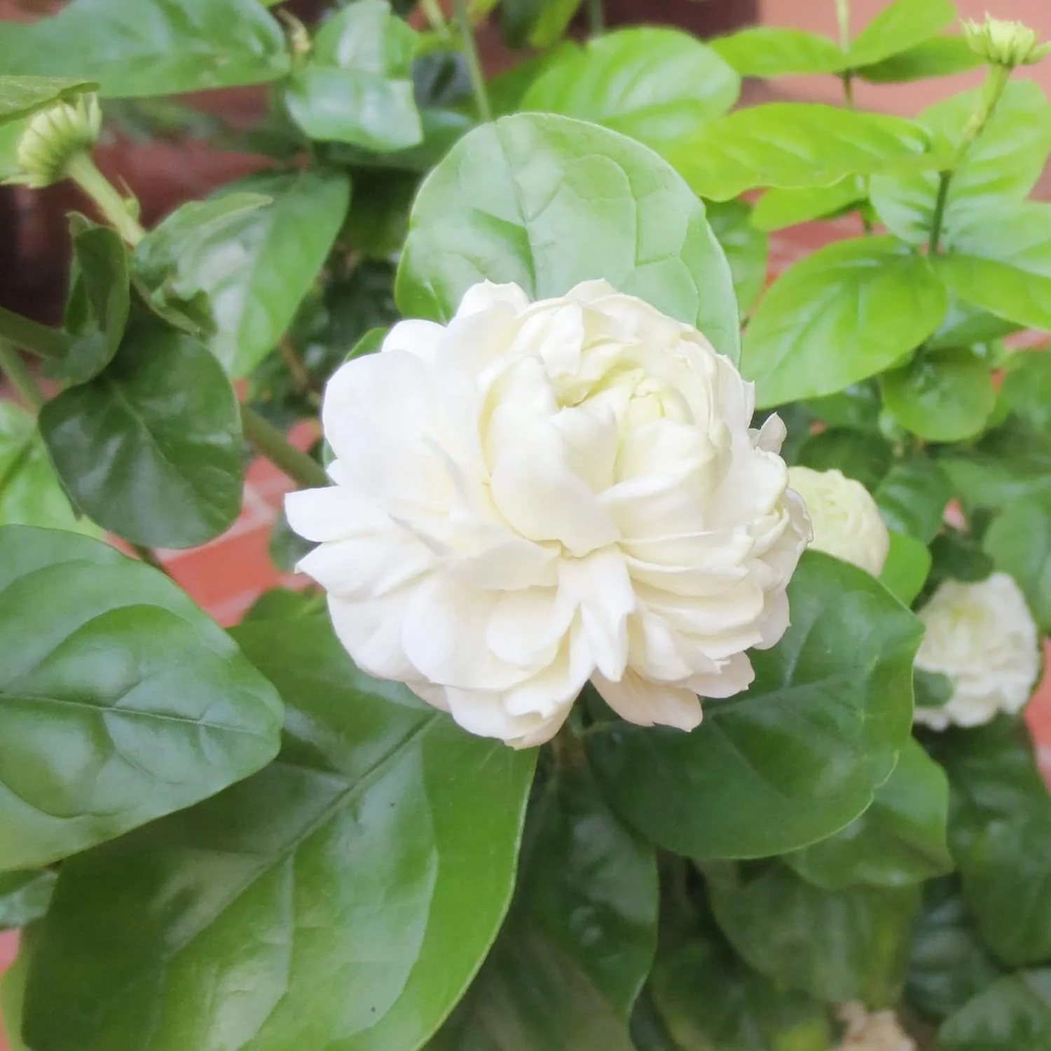 Arabian Jasmine Seeds for Planting Jasminum Sambac, Fragrant Evergreen Climbing Shrub for Patio, Garden And Containers - Image 7
