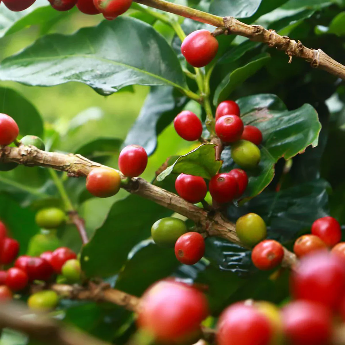 Arabica Coffee Tree (Coffea arabica) – Seeds