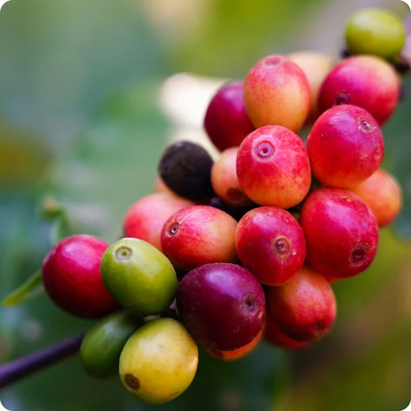Arabica Coffee Tree (Coffea arabica) – Seeds - Image 3