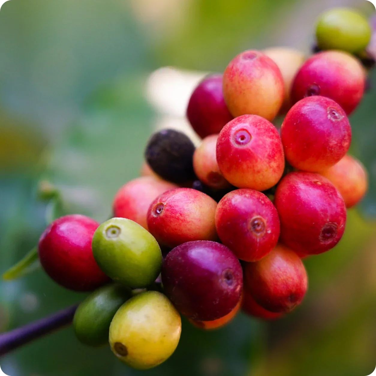 Arabica Coffee Tree Seeds