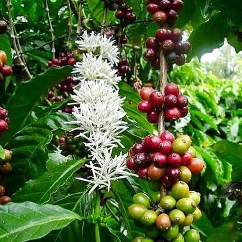 Arabica Coffee Tree Seeds - Image 3