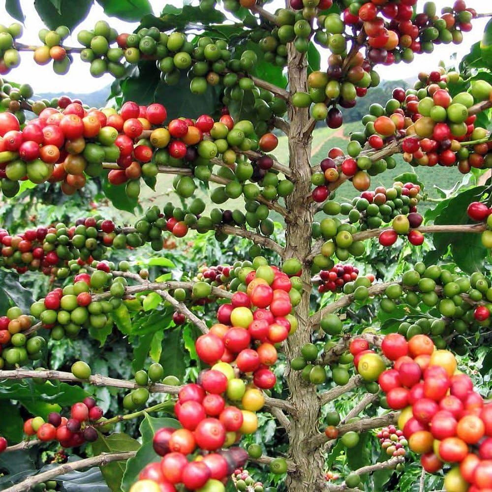 Arabica Coffee Tree Seeds - Image 4