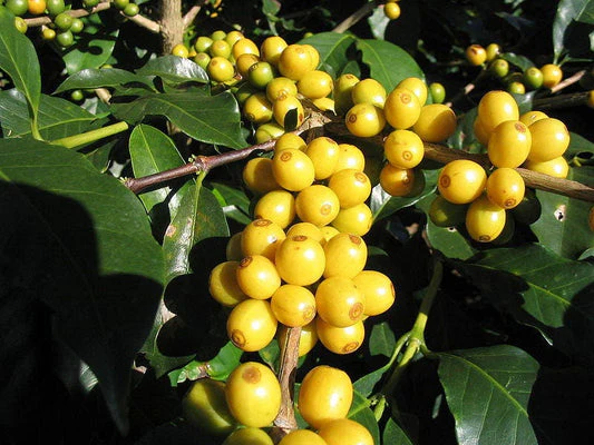 Arabica Coffee Tree Seeds - Image 5