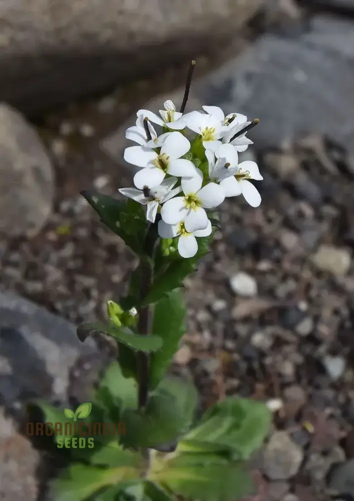 Arabis Alpina Seeds - Alpine Rock Cress Perennial Flower for Gardening and Landscaping