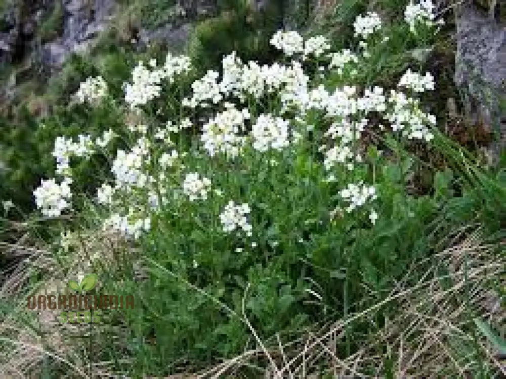 Arabis Alpina Seeds - Alpine Rock Cress Perennial Flower for Gardening and Landscaping - Image 3