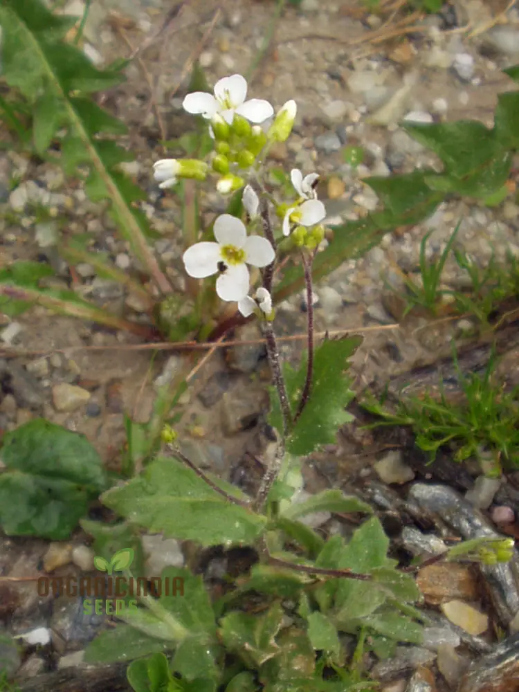 Arabis Alpina Seeds - Alpine Rock Cress Perennial Flower for Gardening and Landscaping - Image 4