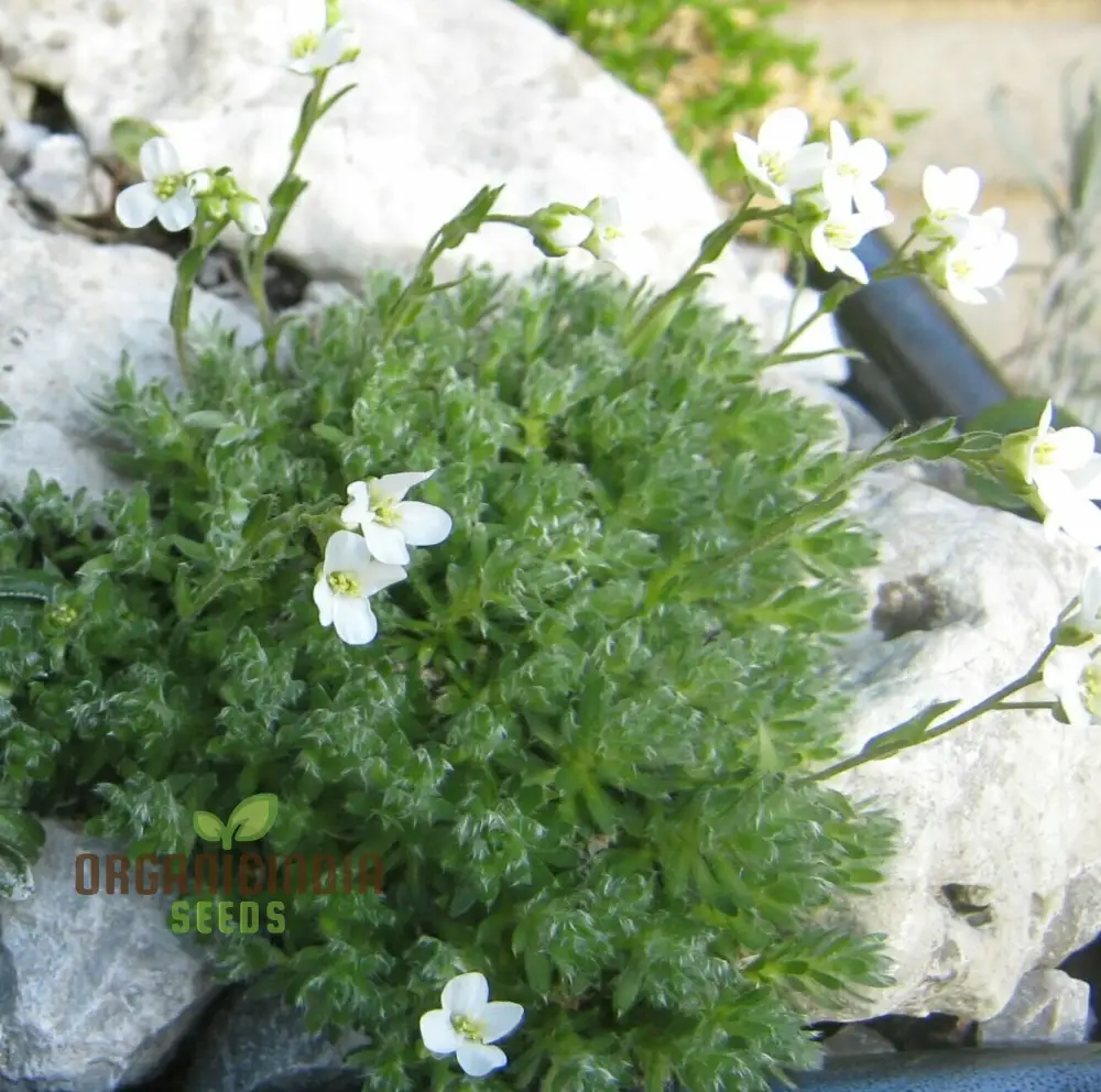 Arabis Androsacea Seeds - Gardening Perennials for Beautiful Ground Cover - Buy Online