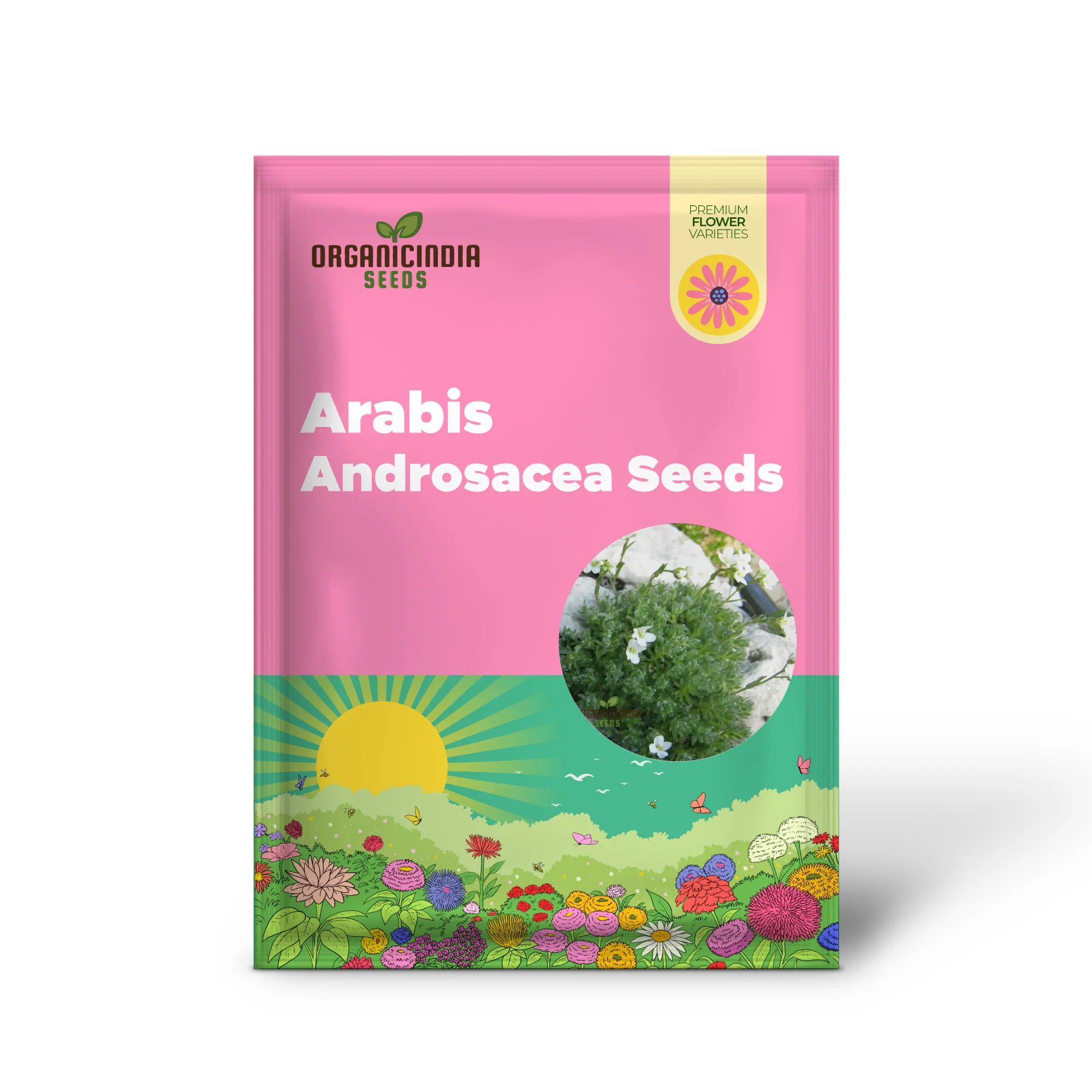 Arabis Androsacea Seeds - Gardening Perennials for Beautiful Ground Cover - Buy Online - Image 2