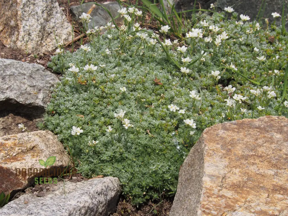 Arabis Androsacea Seeds - Gardening Perennials for Beautiful Ground Cover - Buy Online - Image 3