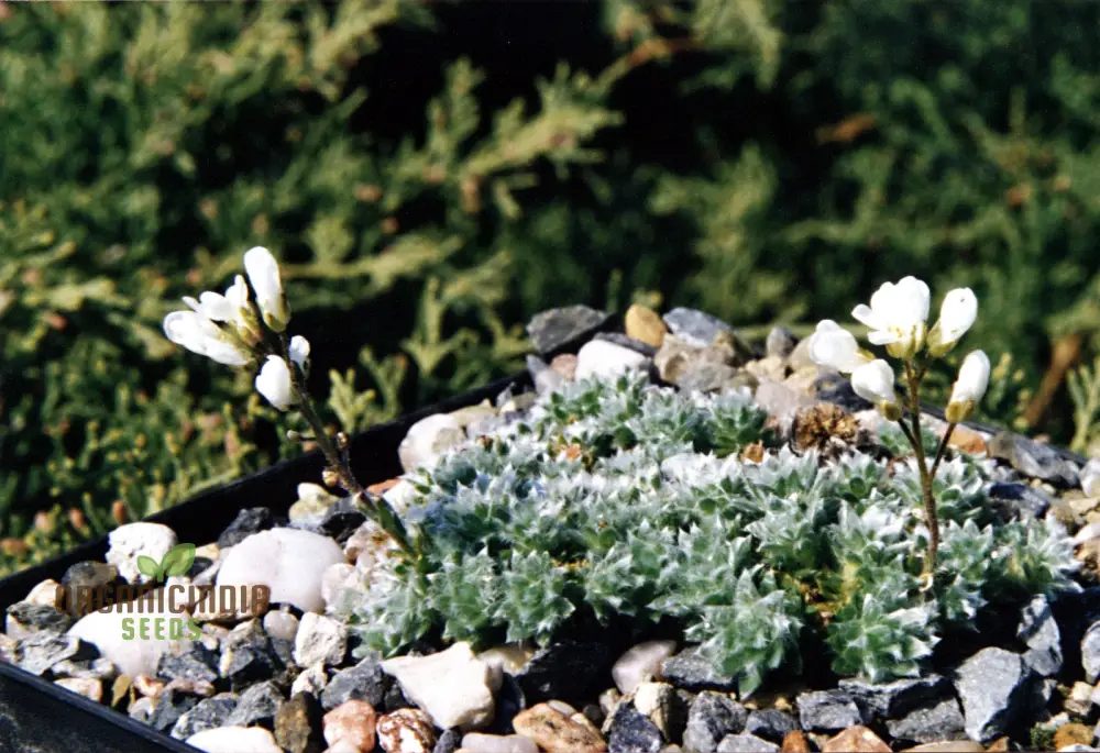 Arabis Androsacea Seeds - Gardening Perennials for Beautiful Ground Cover - Buy Online - Image 4