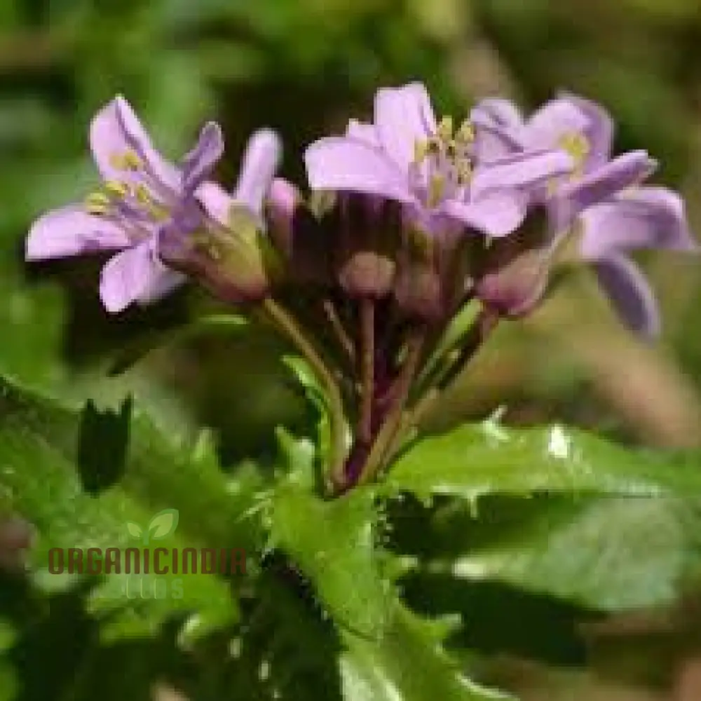 Arabis Collina Rosea Seeds For Planting: The Perfect Perennial Groundcover for Vibrant Spring Blooms