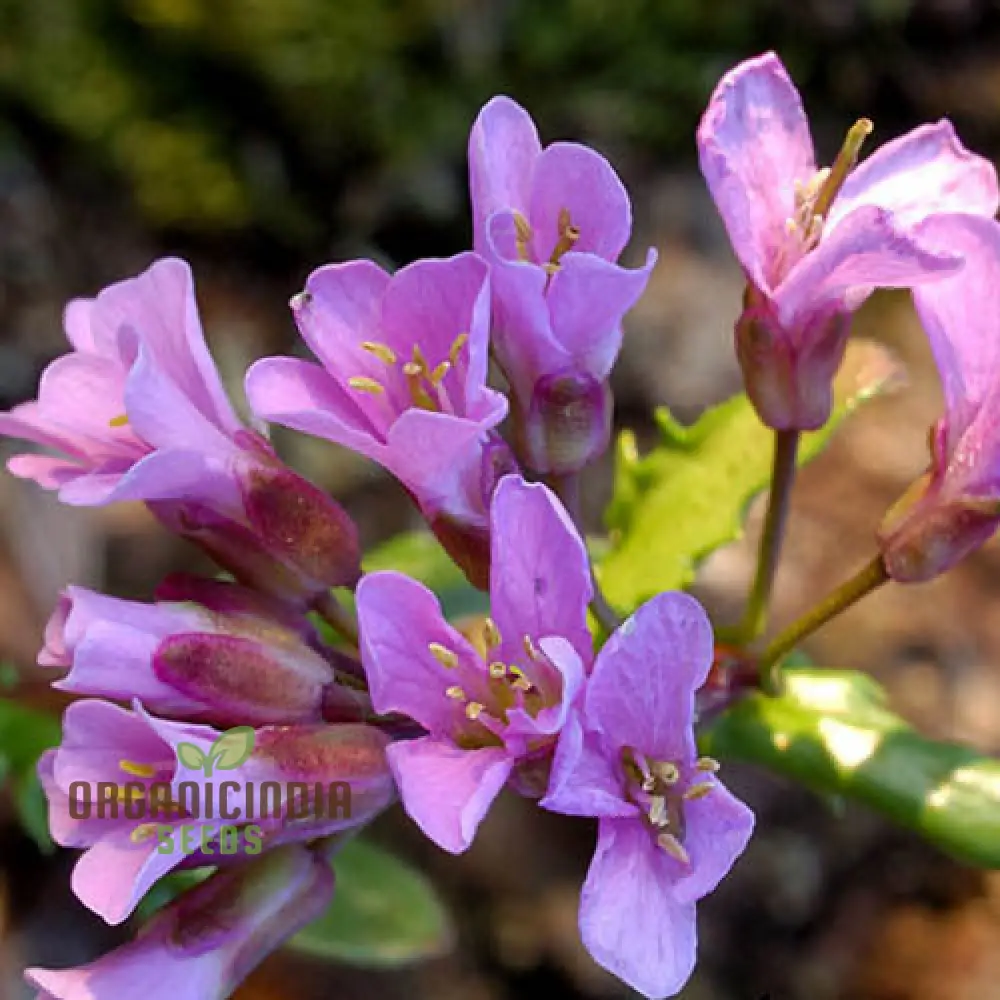 Arabis Collina Rosea Seeds For Planting: The Perfect Perennial Groundcover for Vibrant Spring Blooms - Image 3