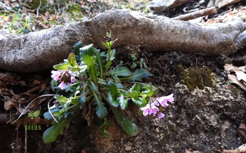 Arabis Collina Rosea Seeds For Planting: The Perfect Perennial Groundcover for Vibrant Spring Blooms - Image 4
