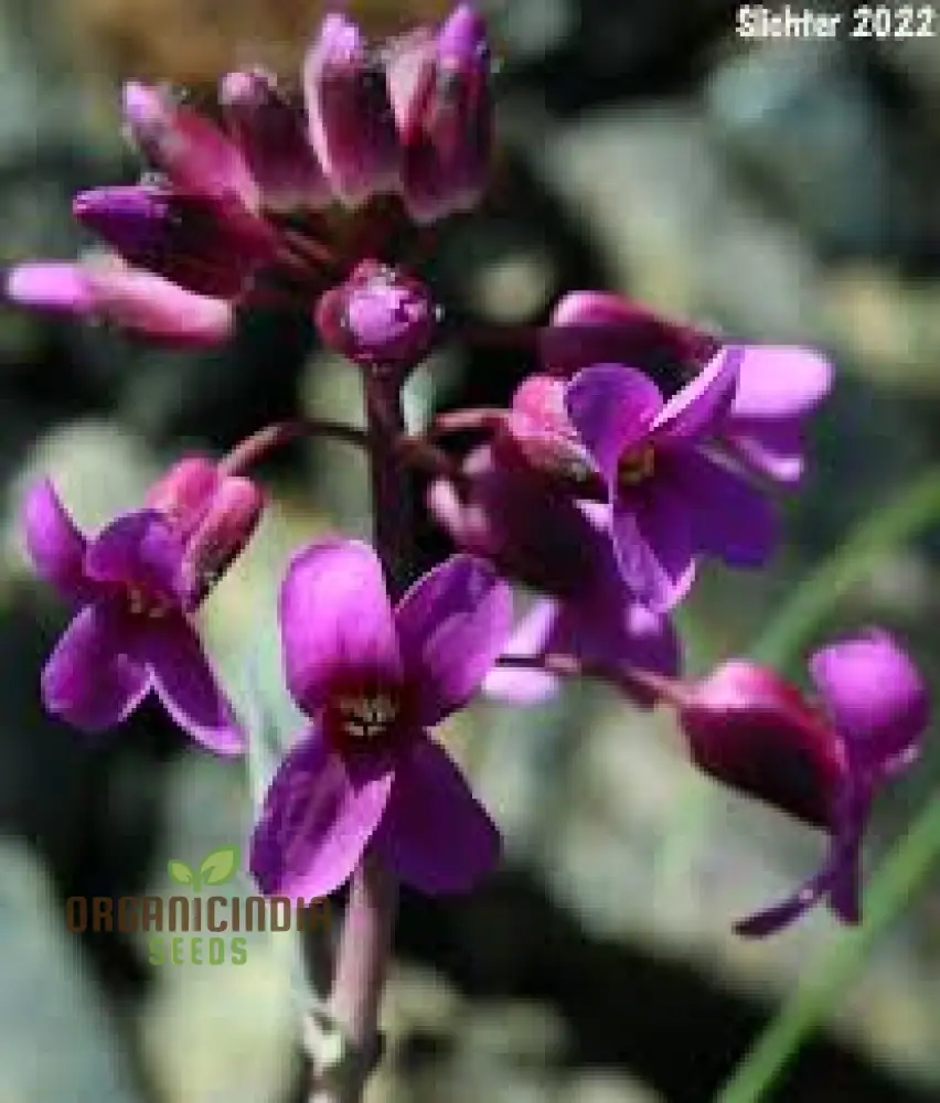 Arabis Koehleri Seeds For Planting: Exquisite Alpine Beauty for Your Garden - Discover Rare and Hardy Perennials!