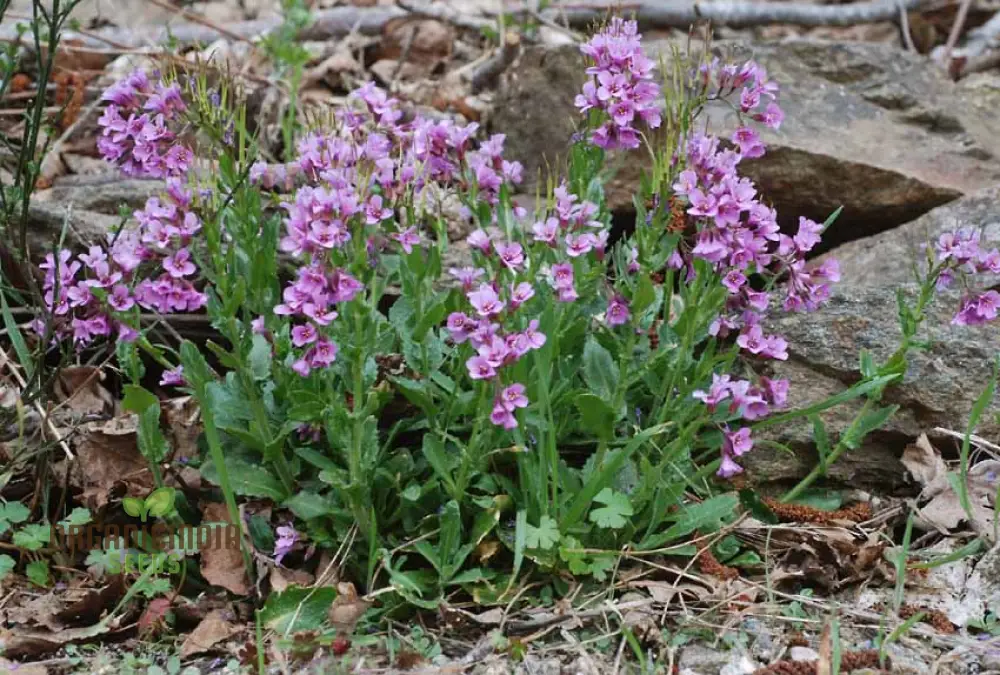 Arabis Koehleri Seeds For Planting: Exquisite Alpine Beauty for Your Garden - Discover Rare and Hardy Perennials! - Image 3