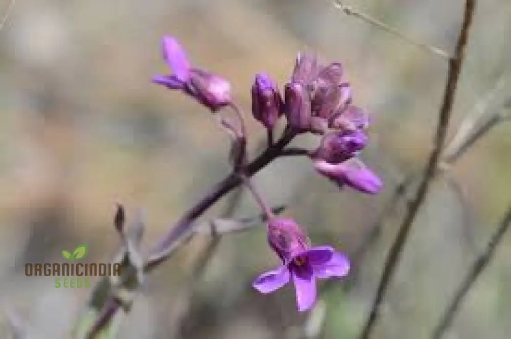 Arabis Koehleri Seeds For Planting: Exquisite Alpine Beauty for Your Garden - Discover Rare and Hardy Perennials! - Image 4