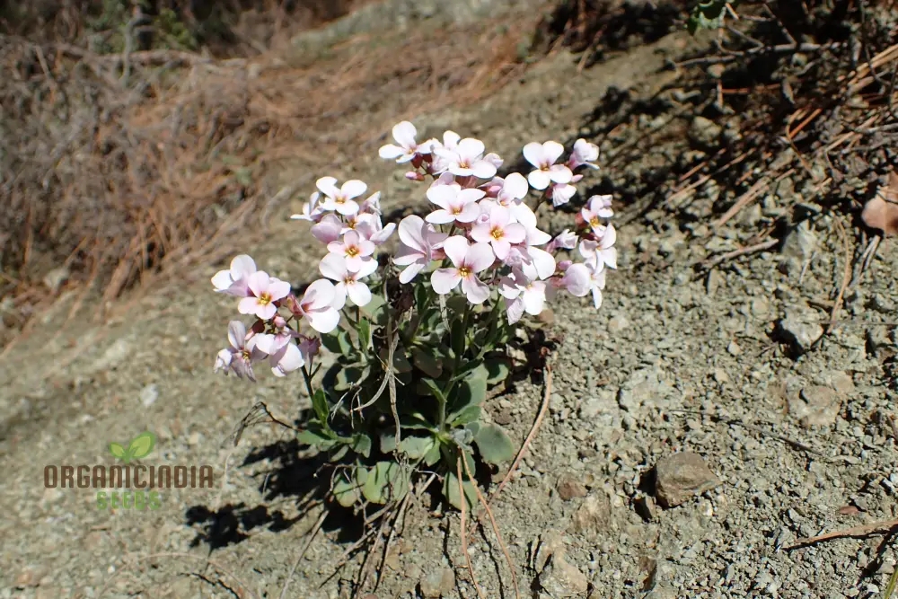 Arabis Purpurea Flower seedsFor Planting: Exquisite Purple Rock Cress for Your Enchanting Garden - Image 3