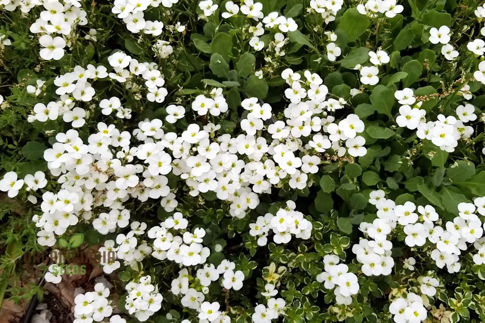 Arabis Snow Cap Flower Seeds, Premium Garden Seeds for Beautiful Blooms, Explore Gardening