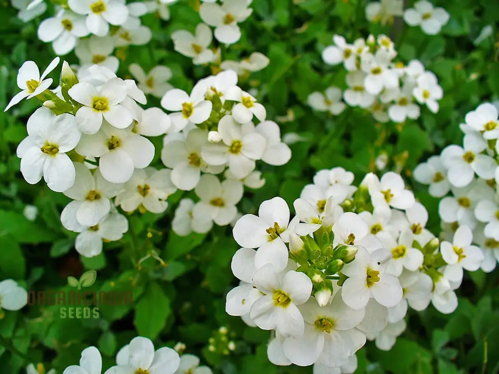 Arabis Snow Cap Flower Seeds, Premium Garden Seeds for Beautiful Blooms, Explore Gardening - Image 3
