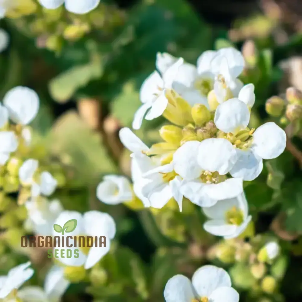 Arabis Snow Cap Flower Seeds, Premium Garden Seeds for Beautiful Blooms, Explore Gardening - Image 4