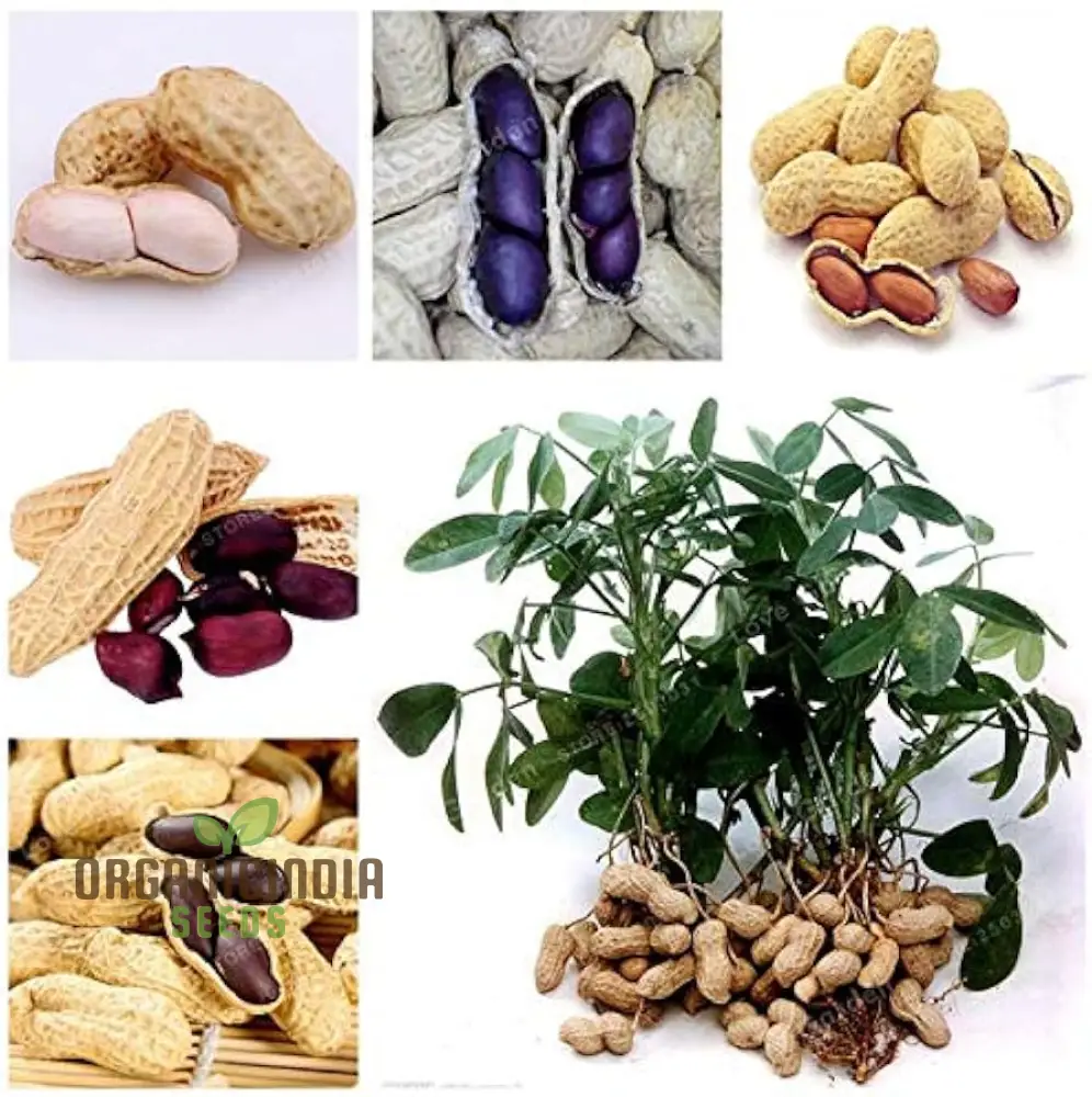 Arachis Hypogaea Bonsai Seeds - Rare Heirloom