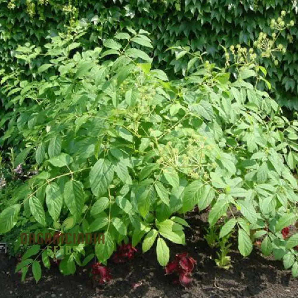 Aralia Cachemirica Seeds For Planting: Rare Botanical Marvel for Your Garden Oasis