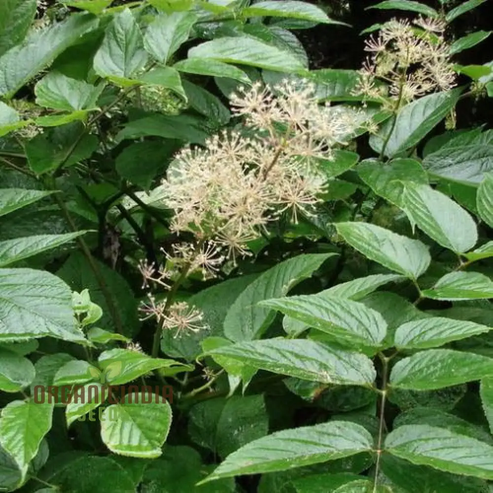 Aralia Cachemirica Seeds For Planting: Rare Botanical Marvel for Your Garden Oasis - Image 2