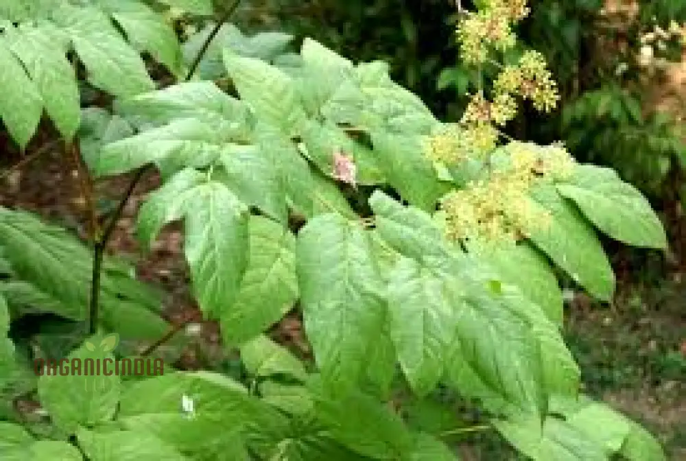 Aralia Cachemirica Seeds For Planting: Rare Botanical Marvel for Your Garden Oasis - Image 3
