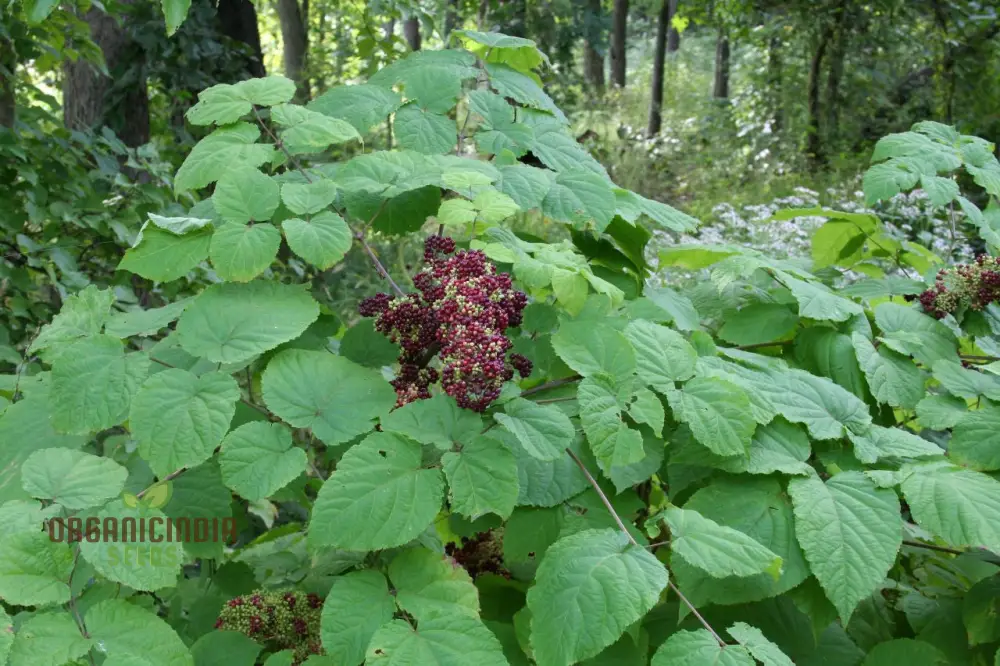 Aralia Racemosa Seeds for Planting:Enhance Your Garden with Exquisite American Spikenard!