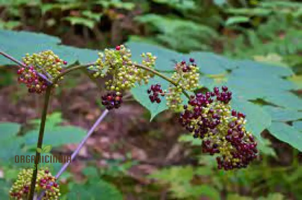 Aralia Racemosa Seeds for Planting:Enhance Your Garden with Exquisite American Spikenard! - Image 2