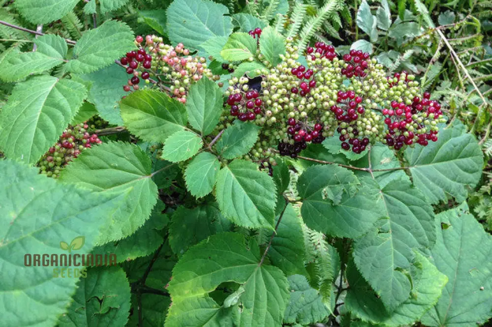 Aralia Racemosa Seeds for Planting:Enhance Your Garden with Exquisite American Spikenard! - Image 3