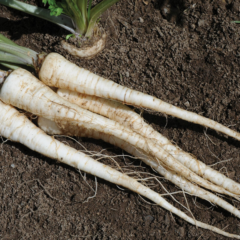 Arat Parsley Seeds – Premium Quality, Organic & Non-GMO Herb Seeds for Fresh Culinary & Garden Planting - Image 3