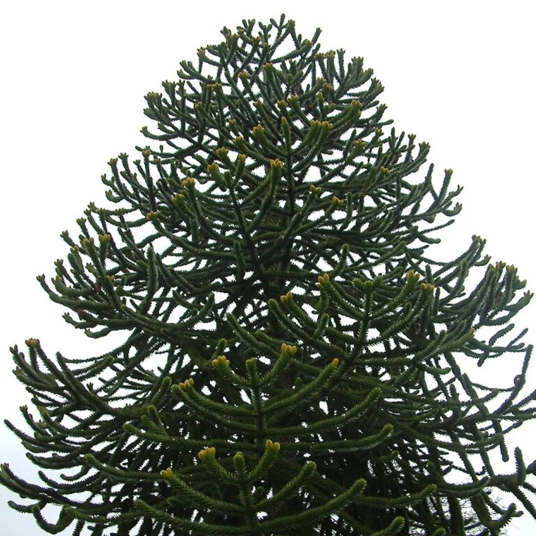Araucaria Araucana Seeds For Planting Your Guide to Cultivating and Caring for the Iconic Monkey Puzzle Tree in Your Garden - Image 2